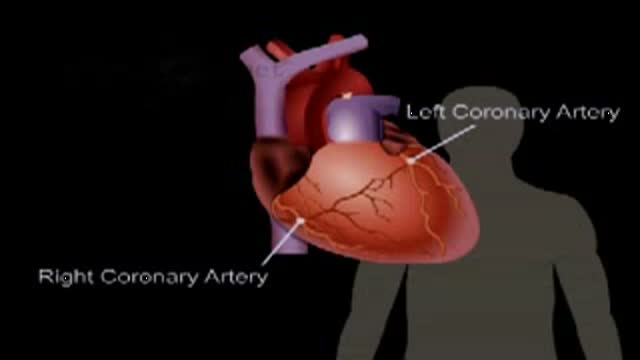 Anatomy and Function of the Heart