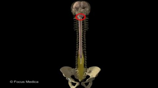 ⁣Back and Spinal cord Anatomy