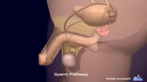 ⁣Sperm Formation and Ejaculation Process