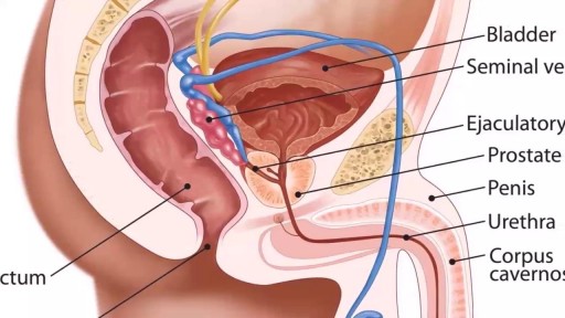 ⁣Is Anal Sex Safe and Healthy?