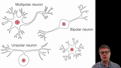 The Neuron