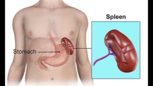 ⁣Function of the Spleen