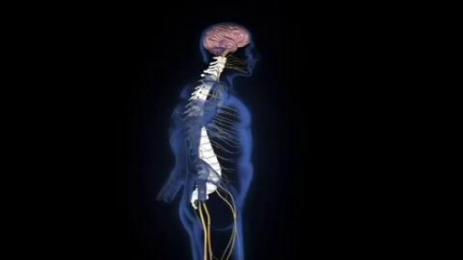 ⁣Spinal Injury Animation