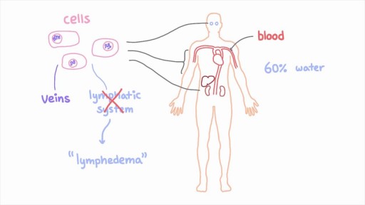 ⁣Lymphedema Explained