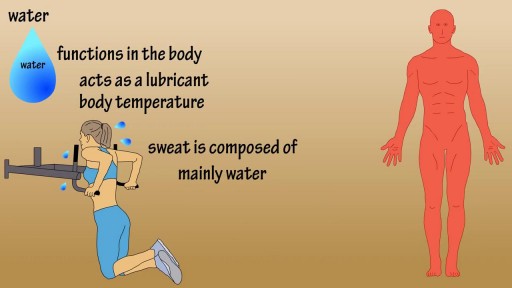 ⁣Functions Of Water In The Body