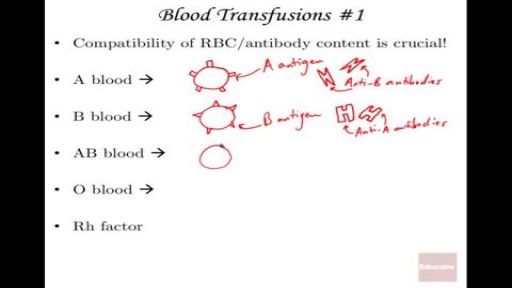 Anatomy and Physiology of Blood