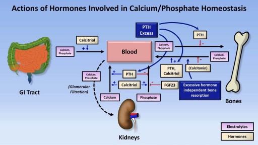 ⁣Calcium & Phosphate Disorders