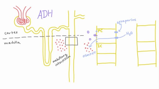 ⁣How does Antidiuretic Hormone (ADH) work?
