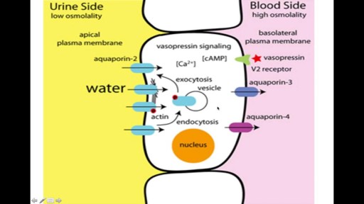 ⁣Vasopressin mechanism of Action