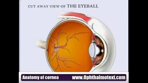 ⁣Anatomy of cornea