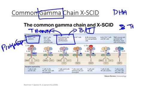 Severe Combined syndrome