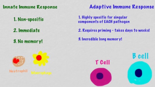 ⁣Innate Vs Adaptive Immune System