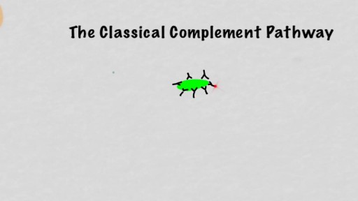 ⁣Classical Complement Pathway