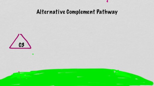⁣Alternative Complement Pathway