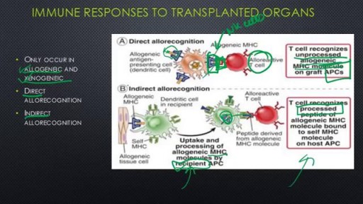 ⁣Transplant Immunology