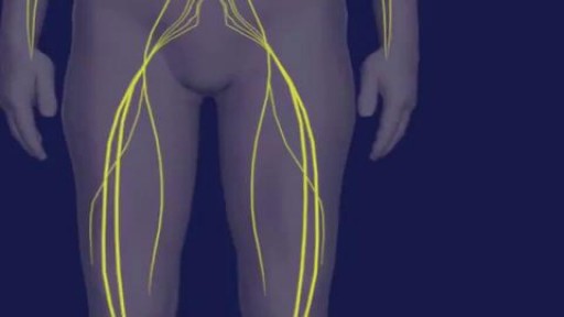 Pathophysiology of Guillain-Barre Syndrome