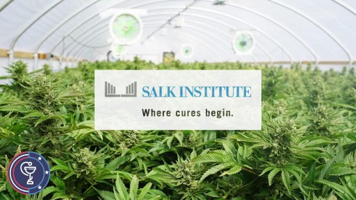 ⁣Can Marijuana Treat Alzheimer's Disease?