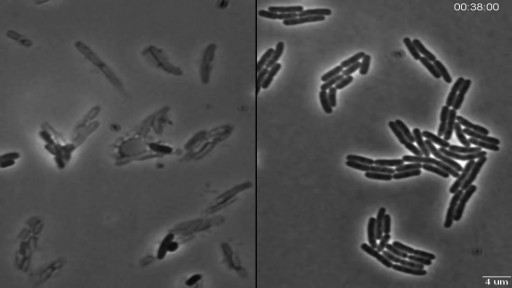 Killing E. Coli Bacteria with Penicillin