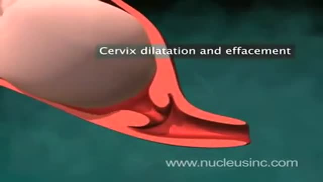 ⁣Vaginal Childbirth Animation