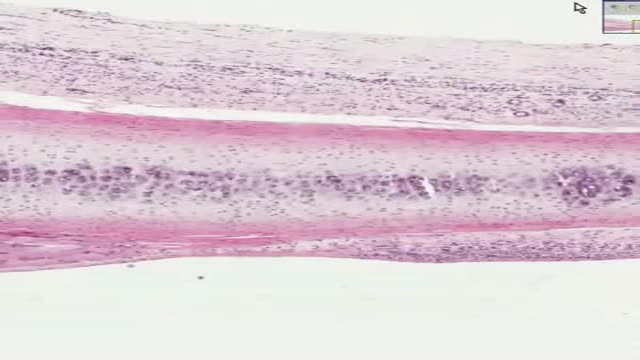 ⁣Histology of Hyaline Cartilage