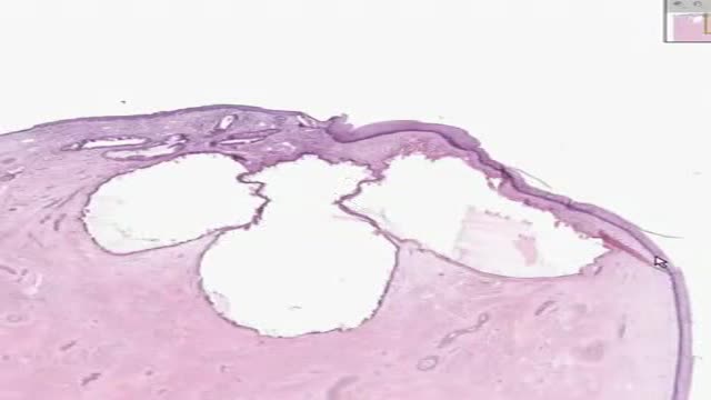 ⁣Histology of Cervix