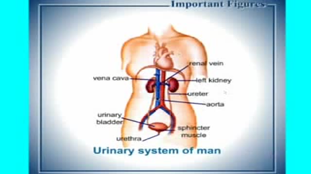 Physiology of Urinary System in Arabic