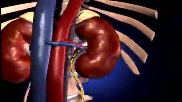 The Nephron Functional Unit of Kidney