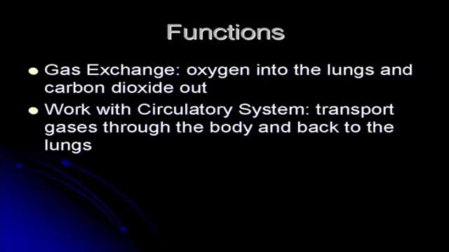 Respiratory System Structure and Functions