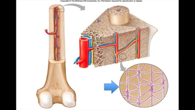 Microscopic Bone Structure