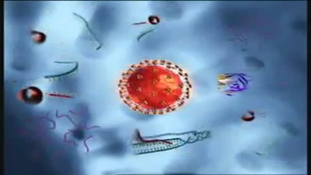 HIV Virus Life Cycle and Drug Reaction