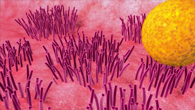 ⁣How Sperm Meets Egg