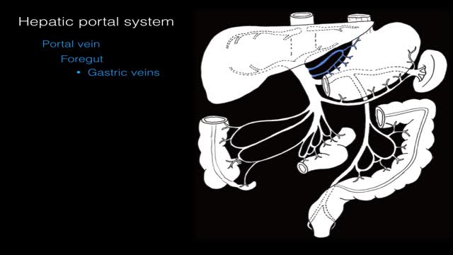 ⁣Hepatic portal system