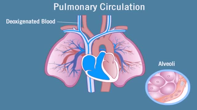 ⁣Pulmonary Circulation