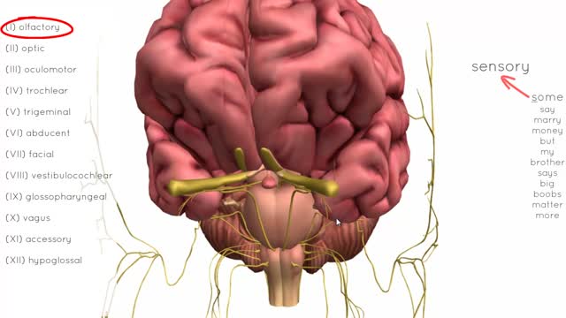 ⁣Cranial Nerves Anatomy