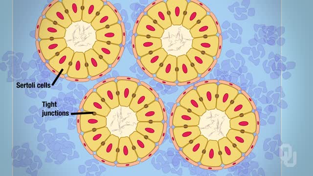 ⁣Male Reproductive System
