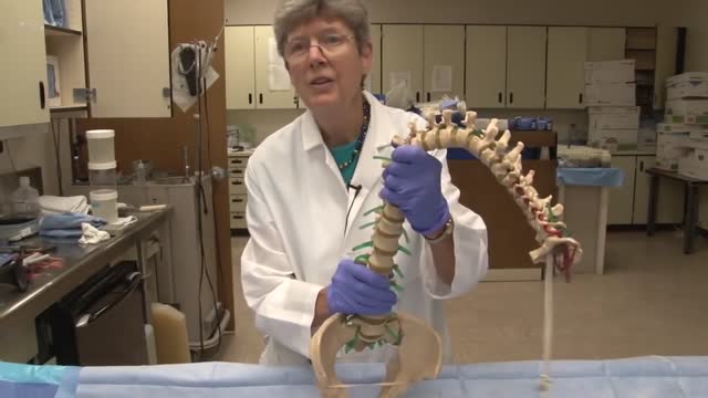 Spinal Cord