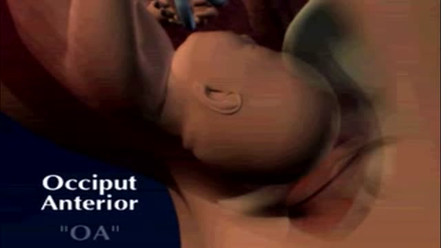⁣Fetal position in womb