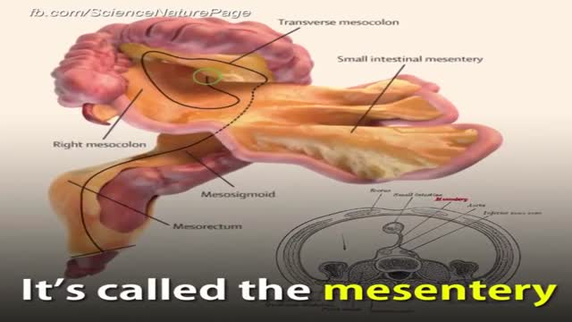 New organ in your digestive system