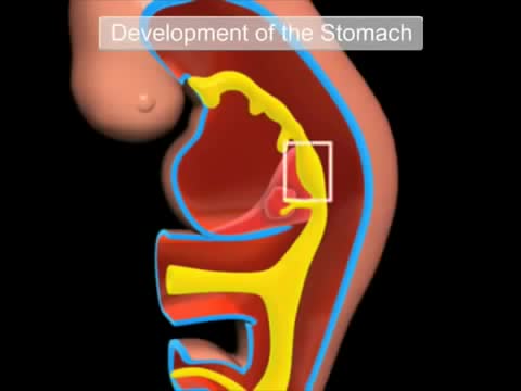 ⁣The development of the gastrointestinal tract