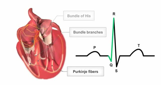 ⁣Cardiac conduction system and ECG