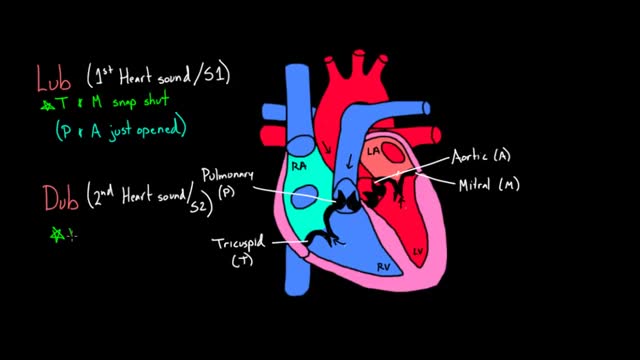 ⁣Circulatory system