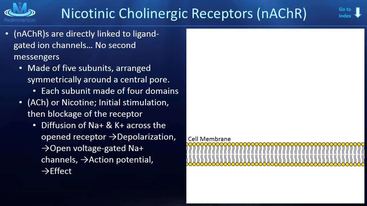 The Cholinergic Receptors